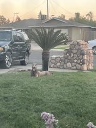 Found/Stray Male Dog last seen Near East Lynn Avenue, Tulare, CA 93274