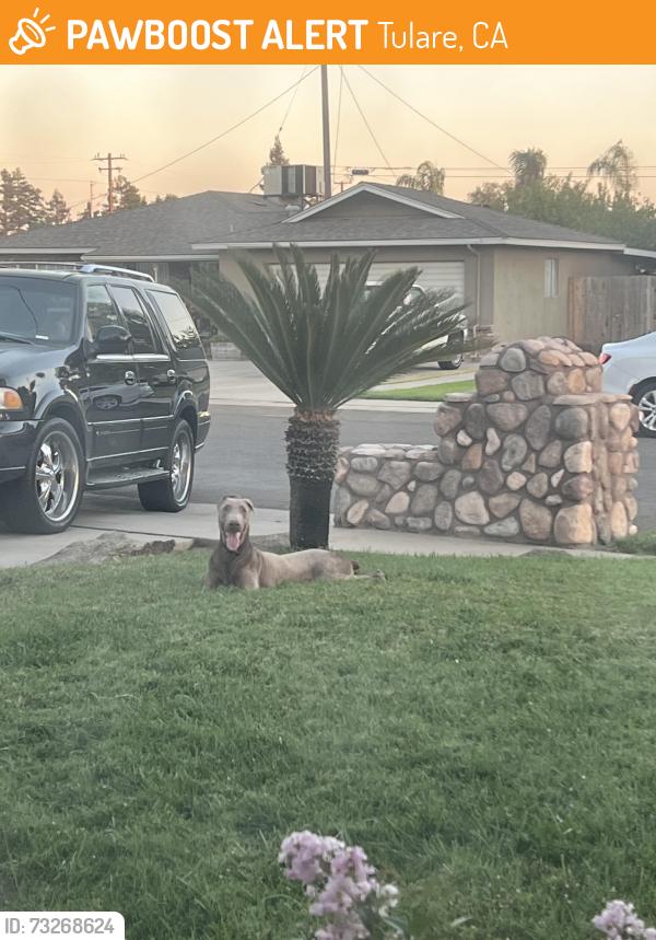 Found/Stray Male Dog last seen Near East Lynn Avenue, Tulare, CA 93274