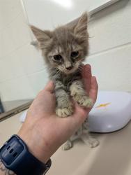 Shelter Stray Female Cat last seen JOSEPHVILLE, 4850 Mid Rivers Mall Dr, St Peters, MO 63376, USA