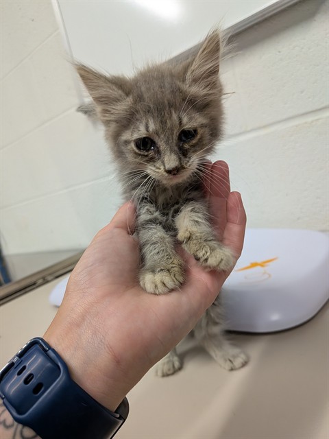 Shelter Stray Female Cat last seen JOSEPHVILLE, 4850 Mid Rivers Mall Dr, St Peters, MO 63376, USA