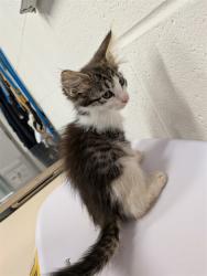 Shelter Stray Male Cat last seen JOSEPHVILLE, 4850 Mid Rivers Mall Dr, St Peters, MO 63376, USA
