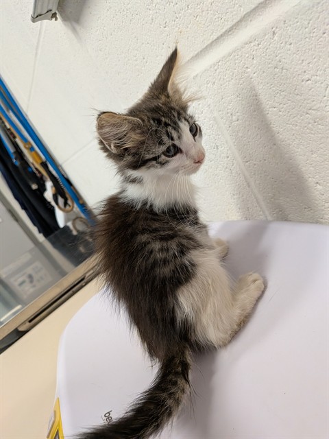 Shelter Stray Male Cat last seen JOSEPHVILLE, 4850 Mid Rivers Mall Dr, St Peters, MO 63376, USA