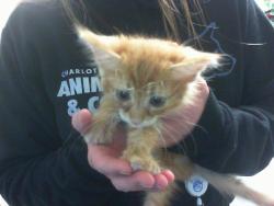 Shelter Stray Male Cat last seen CHARLOTTE, 8315 Byrum Dr, Charlotte, NC 28217, USA