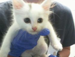 Shelter Stray Male Cat last seen CHARLOTTE, 8315 Byrum Dr, Charlotte, NC 28217, USA