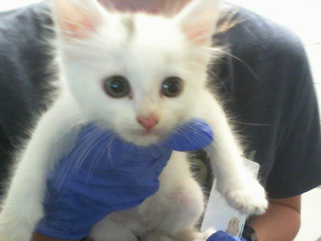 Shelter Stray Male Cat last seen CHARLOTTE, 8315 Byrum Dr, Charlotte, NC 28217, USA