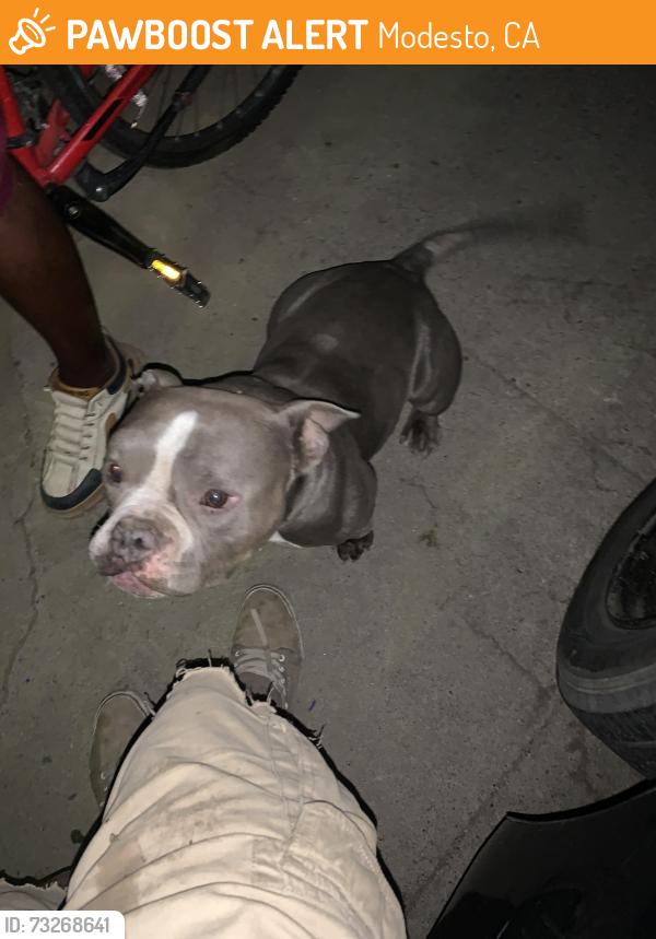 Found/Stray Male Dog last seen Church street, Modesto, CA 95357