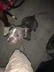 Found/Stray Male Dog last seen Church street, Modesto, CA 95357