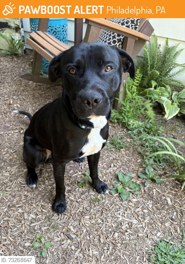 Found/Stray Male Dog last seen Wayne Avenue, Philadelphia, PA 19144