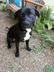 Found/Stray Male Dog last seen Wayne Avenue, Philadelphia, PA 19144