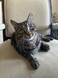 Reunited Male Cat last seen Tamarack and Seneca, Sharpsville, PA 16150
