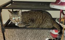 Lost Male Cat last seen Freeman and N Fry, Harris County, TX 77449