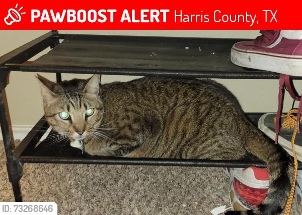 Lost Male Cat last seen Freeman and N Fry, Harris County, TX 77449