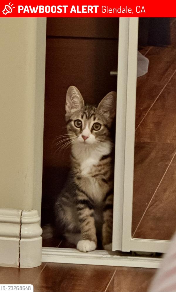 Lost Male Cat last seen Near Myrtle St Glendale, CA 91203 United States, Glendale, CA 91203