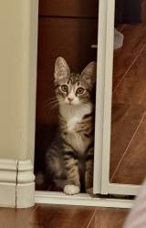 Lost Male Cat last seen Near Myrtle St Glendale, CA 91203 United States, Glendale, CA 91203
