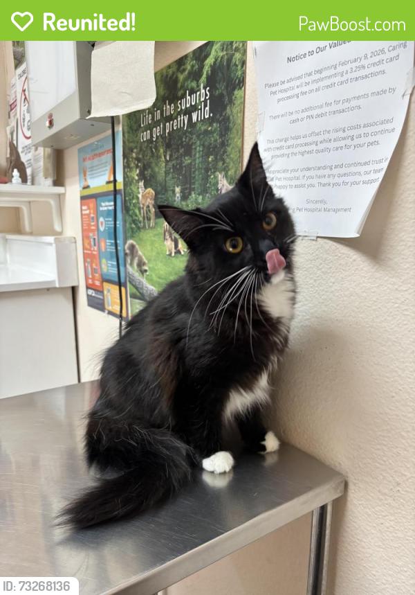 Reunited Female Cat last seen Whitman St, Hayward, CA 94544