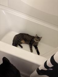 Lost Male Cat last seen Strathmoor Ave & Birchwood, Toledo, OH 43614