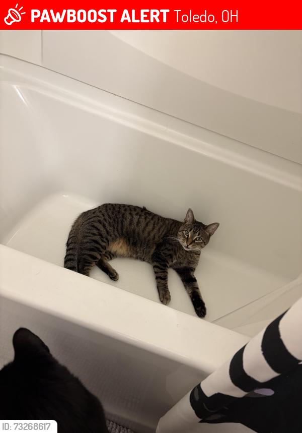 Lost Male Cat last seen Strathmoor Ave & Birchwood, Toledo, OH 43614