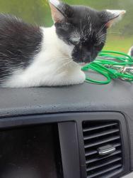 Lost Female Cat last seen Atlanta hwy before exit 18, Athens, GA 30606