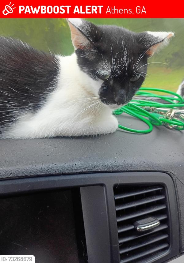 Lost Female Cat last seen Atlanta hwy before exit 18, Athens, GA 30606