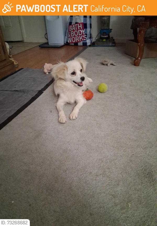 Found/Stray Female Dog last seen Columbine and 19th Avenue, California city, California City, CA 93505