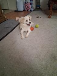 Found/Stray Female Dog last seen Columbine and 19th Avenue, California city, California City, CA 93505