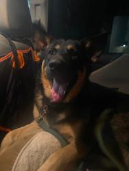 Found/Stray Male Dog last seen Milk creek, Oregon City, OR 97045