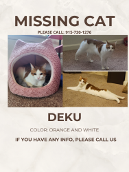 Lost Male Cat last seen Near the Travis afb dog park, Fairfield, CA 94535