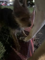 Reunited Male Dog last seen First st elementary school, Lincoln, CA 95648