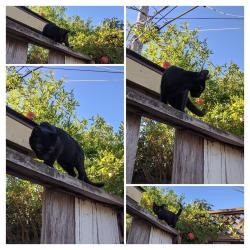 Reunited Male Cat last seen Mt. Whitney and Mt. Vista Dr., San Jose, CA 95127