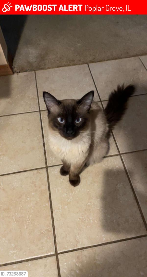 Lost Male Cat last seen Stone Hollow Dr, Poplar Grove Airport, Poplar Grove, IL 61065