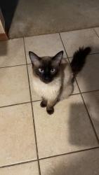 Lost Male Cat last seen Stone Hollow Dr, Poplar Grove Airport, Poplar Grove, IL 61065