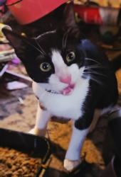 Lost Male Cat last seen Macon Rd & Meridian Rd., Tallahassee, FL 32312