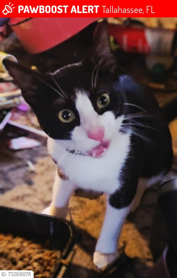 Lost Male Cat last seen Macon Rd & Meridian Rd., Tallahassee, FL 32312