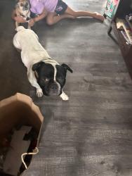 Lost Male Dog last seen Knott and holder, Buena Park, CA 90620