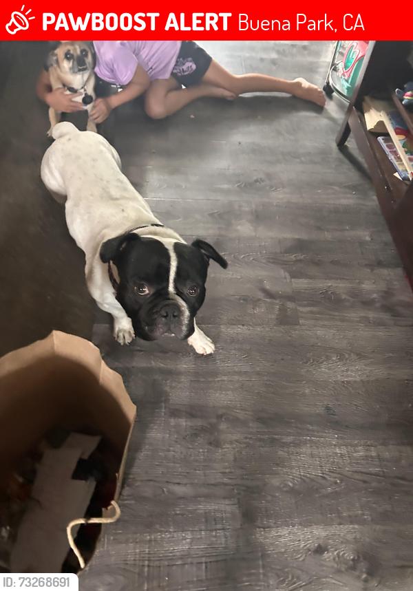 Lost Male Dog last seen Knott and holder, Buena Park, CA 90620