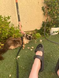 Lost Male Cat last seen Kokomo Drive, Sacramento, CA 95835