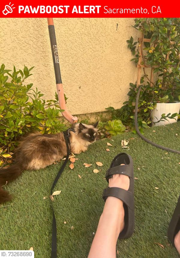 Lost Male Cat last seen Kokomo Drive, Sacramento, CA 95835