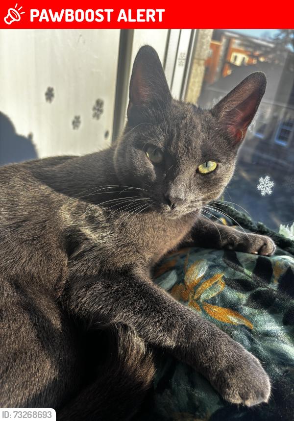 Lost Male Cat last seen Cricket club, Ashley Down, England BS7 9BU
