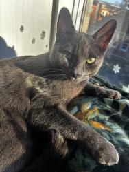 Lost Male Cat last seen Cricket club, Ashley Down, England BS7 9BU