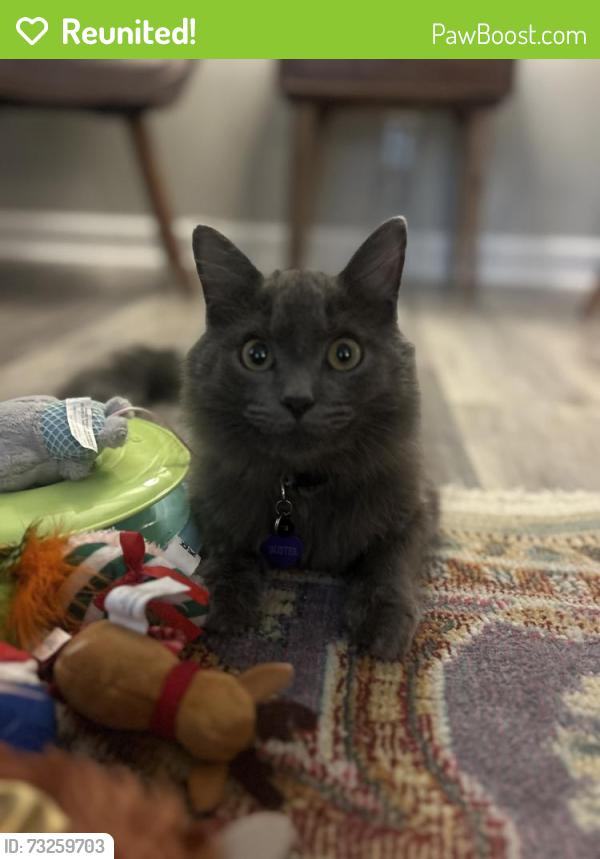 Reunited Male Cat last seen Laurel lane/garrison blvd, Gastonia, NC 28054