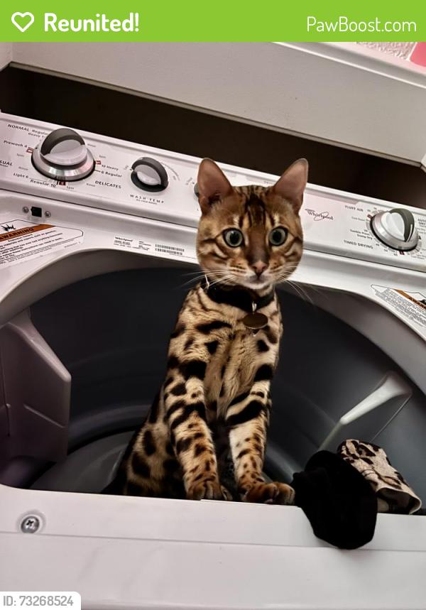 Reunited Male Cat last seen Golden Lantern Albertsons, Laguna Niguel, CA 92677