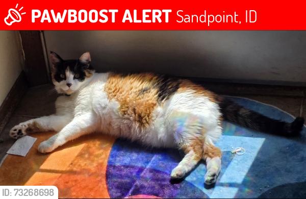 Lost Female Cat last seen Oak and washington, Sandpoint, ID 83864