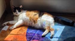 Lost Female Cat last seen Oak and washington, Sandpoint, ID 83864