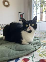 Reunited Female Cat last seen Hatteras St near Paradise Nursery, Los Angeles, CA 91356