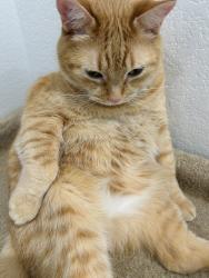 Lost Unknown Cat last seen SE claybourne st 97266, Portland, OR 97202