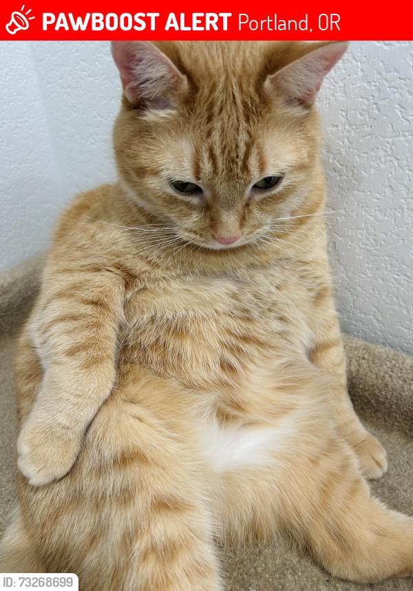 Lost Unknown Cat last seen SE claybourne st 97266, Portland, OR 97202