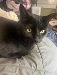 Reunited Male Cat last seen Frankford and Belair Ave, Baltimore, MD 21206