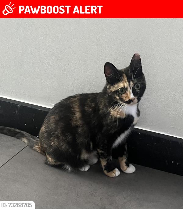 Lost Female Cat last seen Stamford Bridge, Greater London, England SW6 2JE