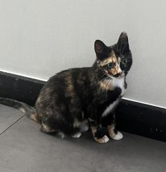 Lost Female Cat last seen Stamford Bridge, Greater London, England SW6 2JE