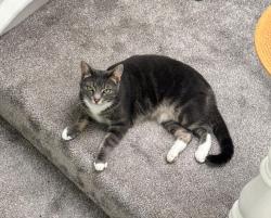Lost Female Cat last seen hook road, Greater London, England KT6 5BH